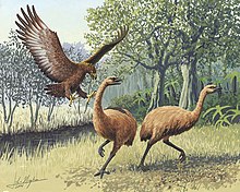 An artist's rendition of a Haast's eagle attacking two moa