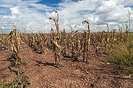 Agricultural changes. Droughts, rising temperatures, and extreme weather negatively impact agriculture. Shown: Texas, US (2013).[260]