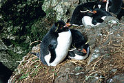Eastern rockhopper penguins